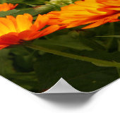 Ringelblume Poster (Hoek)