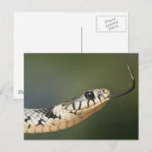 Ringelnatter Briefkaart (Voorkant / Achterkant)