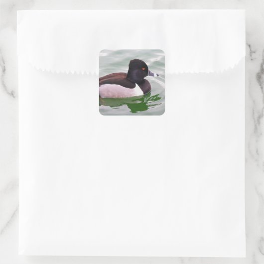 Ringhals eend vierkante sticker (Tas)