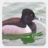 Ringhals eend vierkante sticker (Voorkant)