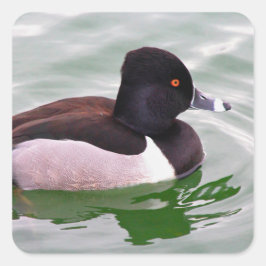 Ringhals eend vierkante sticker