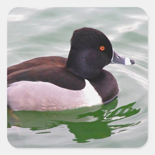 Ringhals eend vierkante sticker (Voorkant)