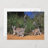 Ringlemuren (Lemur Catta), Berenty Briefkaart (Voorkant / Achterkant)