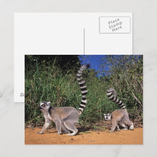 Ringlemuren (Lemur Catta), Berenty Briefkaart (Voorkant / Achterkant)