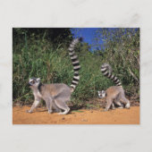 Ringlemuren (Lemur Catta), Berenty Briefkaart (Voorkant)