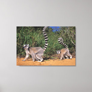 Ringlemuren (Lemur Catta), Berenty Canvas Afdruk