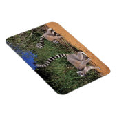 Ringlemuren (Lemur Catta), Berenty Magneet (Rechterzijde)