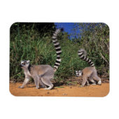 Ringlemuren (Lemur Catta), Berenty Magneet (Horizontaal)