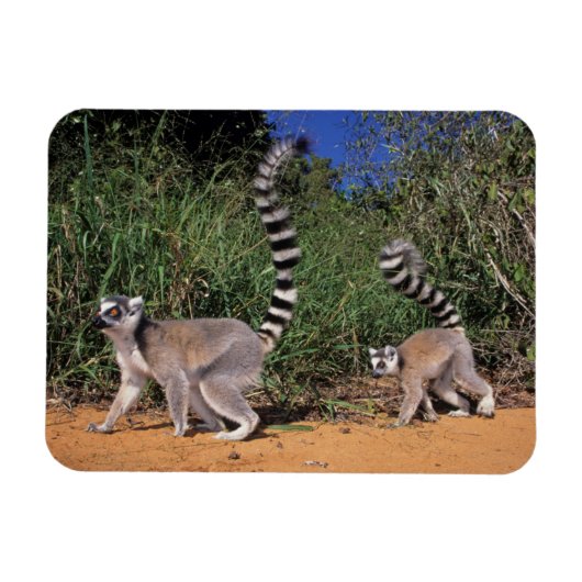 Ringlemuren (Lemur Catta), Berenty Magneet (Horizontaal)
