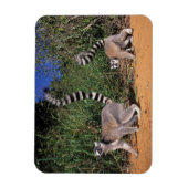 Ringlemuren (Lemur Catta), Berenty Magneet (Verticaal)