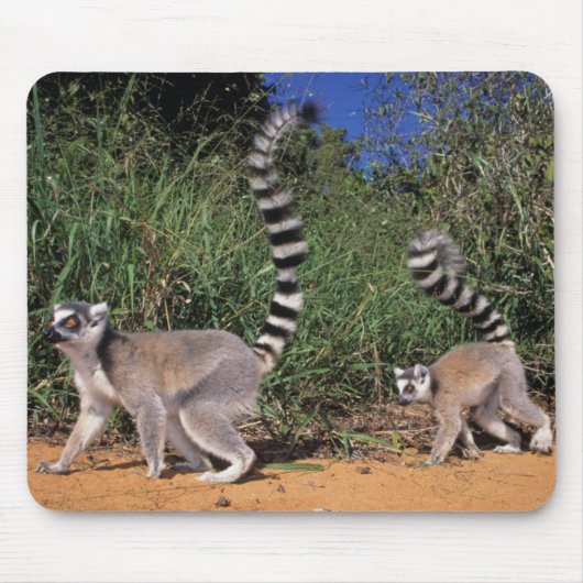 Ringlemuren (Lemur Catta), Berenty Muismat (Voorkant)