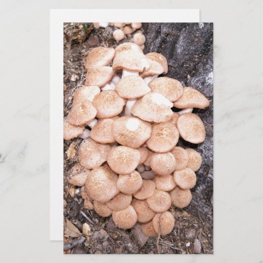 ringless honey paddenstoelen briefpapier (Voorkant / Achterkant)