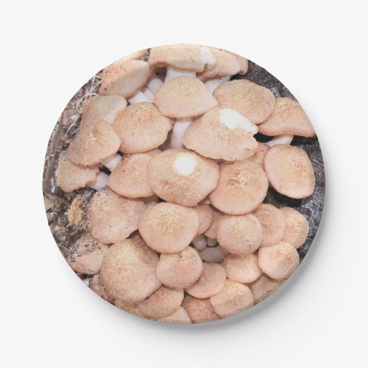 ringless honey paddenstoelen op een papieren bord (Voorkant)