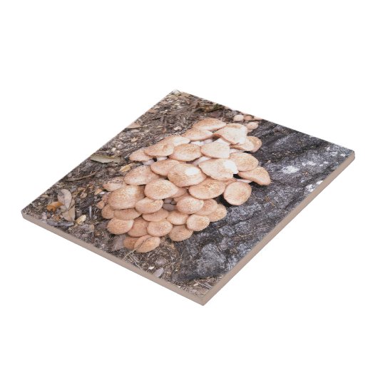 ringless honey paddenstoelen tegeltje (Zijkant)