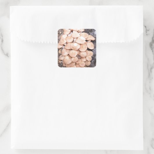 ringless honey paddenstoelen vierkante sticker (Tas)