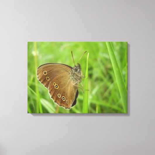 Ringlet Butterfly Canvas Print (Voorkant)