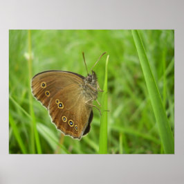 Ringlet Butterfly Poster