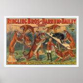 Ringling Brothers Barnum en Bailey Tigers Poster (Voorkant)