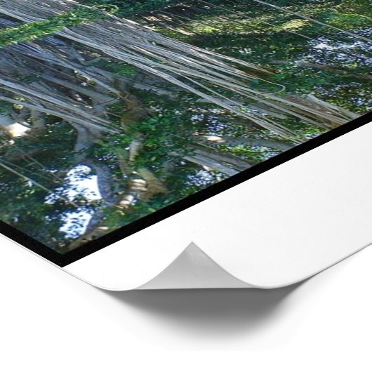 Ringling Museum Banyan Trees Poster (Hoek)