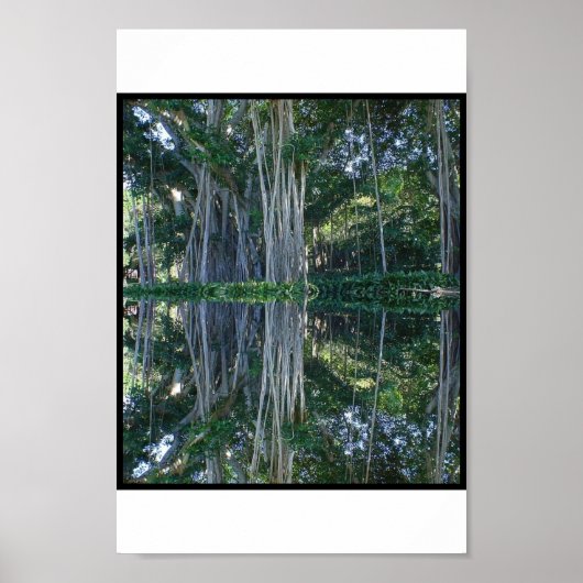Ringling Museum Banyan Trees Poster (Voorkant)