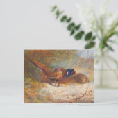 Ringneck Pheasants, wildlife natuur Briefkaart (Staand voorkant)