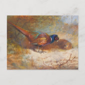 Ringneck Pheasants, wildlife natuur Briefkaart (Voorkant)