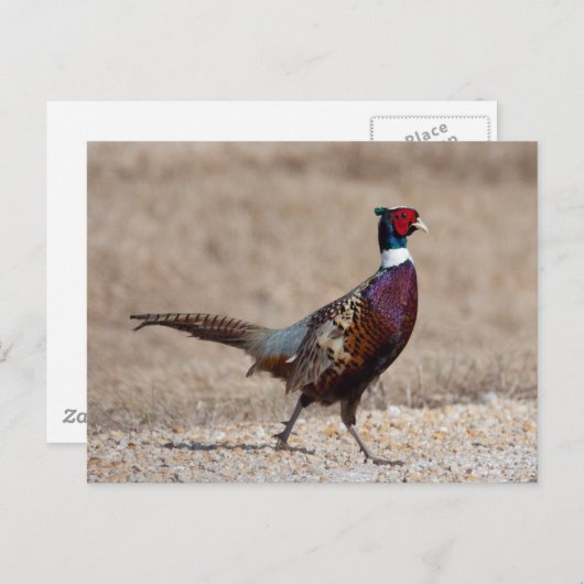 Ringnecked fazant briefkaart (Voorkant / Achterkant)