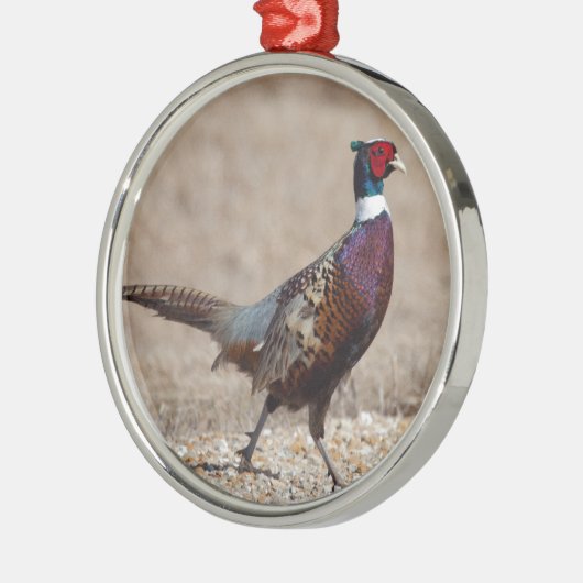 Ringnecked fazant metalen ornament (Links)
