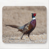 Ringnecked fazant muismat (Voorkant)