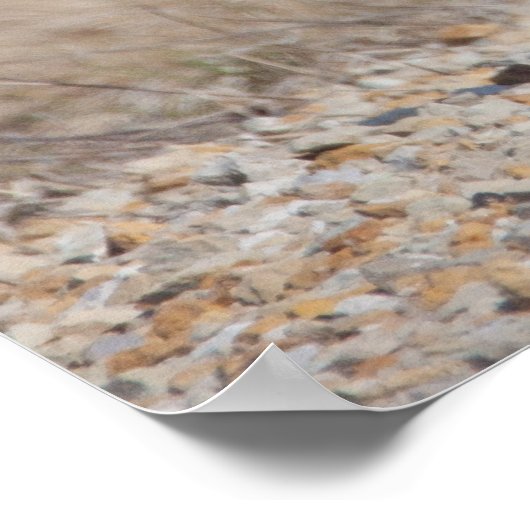 Ringnecked fazant poster (Hoek)