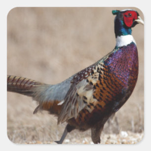 Ringnecked fazant vierkante sticker
