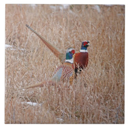 Ringnek-fazanten tegel - groot 6 x 6 inch tegeltje