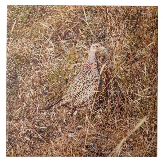Ringnek Hen Pheasant Tile 6"x 6" Tegeltje (Voorkant)