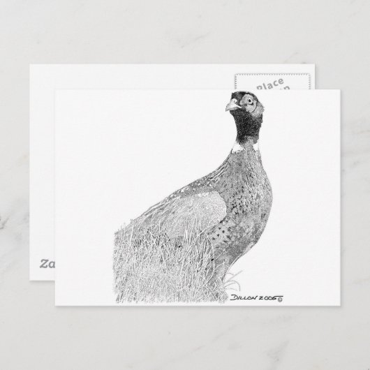 Ringnek Pheasant Briefkaart (Voorkant / Achterkant)