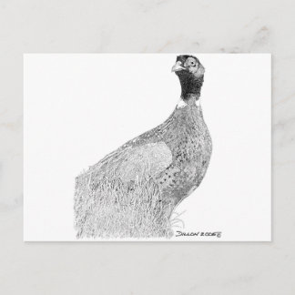 Ringnek Pheasant Briefkaart