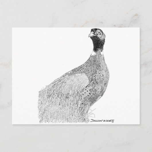 Ringnek Pheasant Briefkaart (Voorkant)