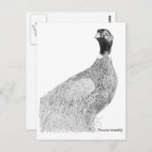 Ringnek Pheasant Briefkaart (Voorkant / Achterkant)