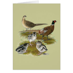 Ringnek Pheasant Familie