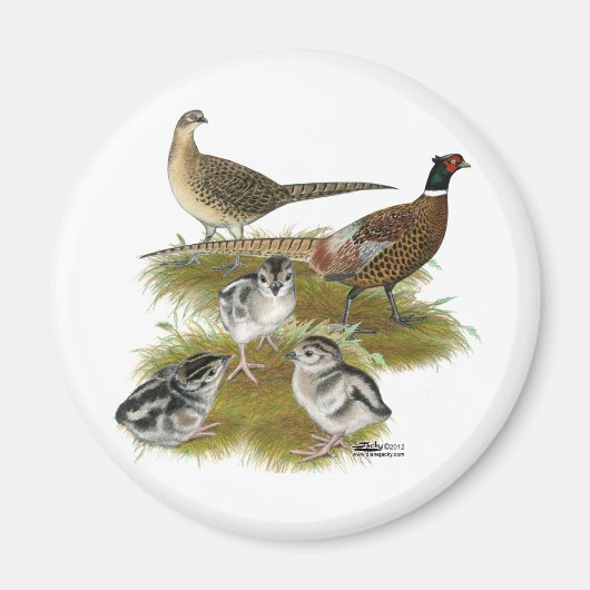 Ringnek Pheasant Familie Magneet (Voorkant)