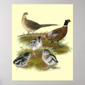 Ringnek Pheasant Familie Poster (Voorkant)