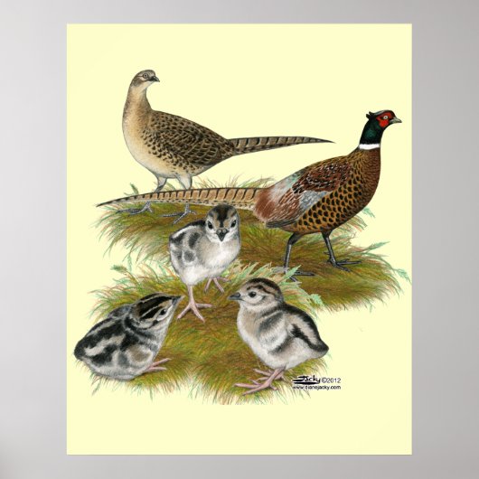 Ringnek Pheasant Familie Poster (Voorkant)