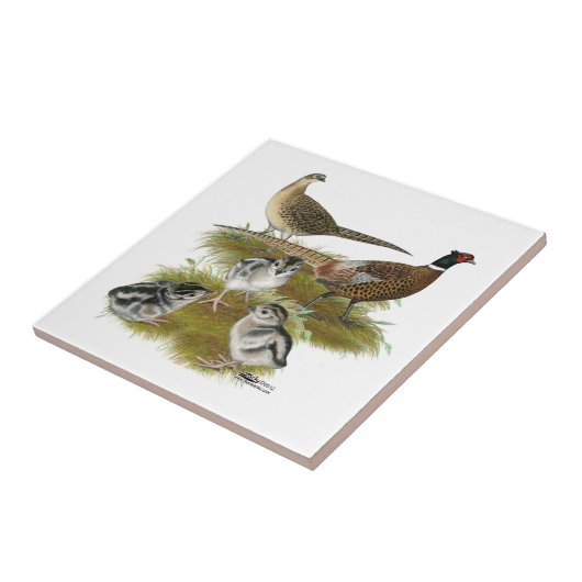 Ringnek Pheasant Family Tegeltje (Zijkant)