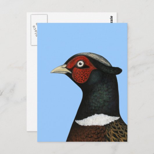 Ringnek Pheasant Head Briefkaart (Voorkant / Achterkant)