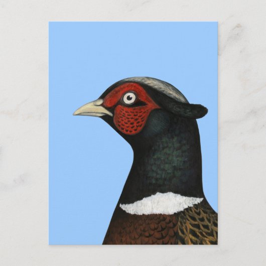 Ringnek Pheasant Head Briefkaart (Voorkant)
