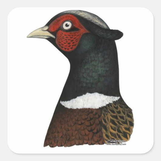 Ringnek Pheasant Head Vierkante Sticker (Voorkant)