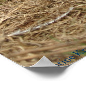 Ringnek Pheasant Poster (Hoek)