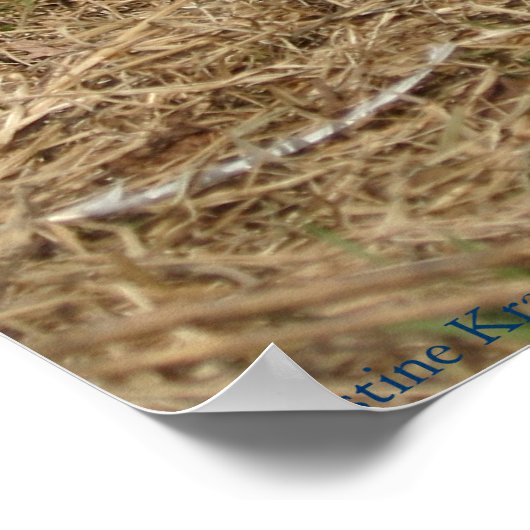 Ringnek Pheasant Poster (Hoek)