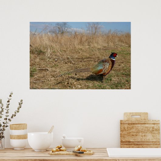 Ringnek Pheasant Poster (Keuken)