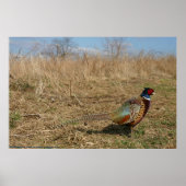 Ringnek Pheasant Poster (Voorkant)