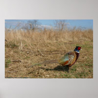 Ringnek Pheasant